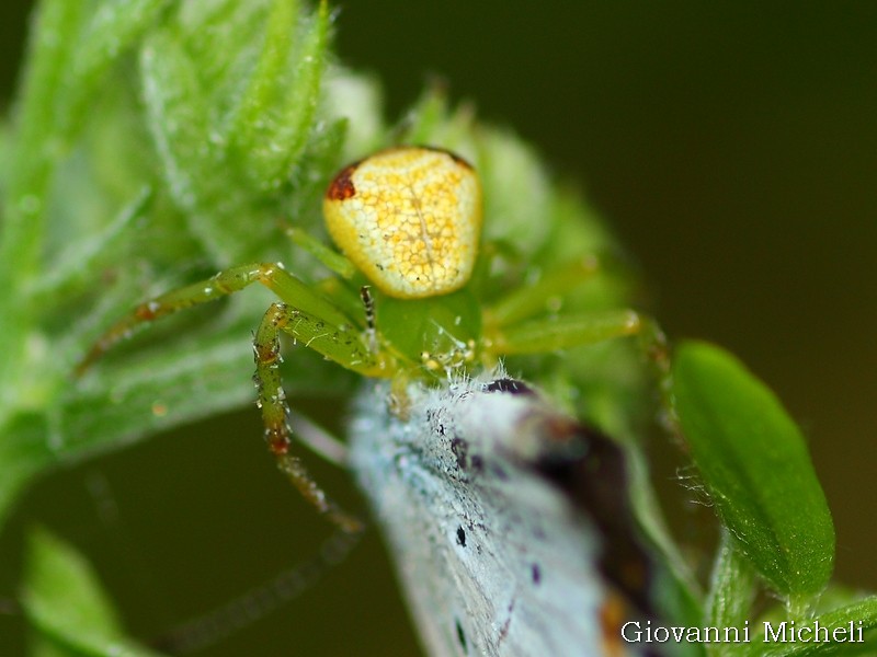 Ebrechtella tricuspidata preda Cupido argiades - Magenta (MI)